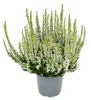 Calluna vulgaris - Set van 3 planten - Borstelhei - Productafbeelding-voorbeeld 4