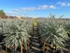 Sunny Tree - Eucalyptus gunnii 'Azura' auf Stamm - Produktbild-Vorschau 4