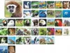 Memoria ZOO Anteprima dell’immagine prodotto 6