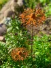 2er Set Gartenstecker Kornblume Metall Rost Gartendeko Produktbild-Vorschau 1