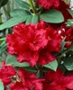 Rhododendron Hybr. 'Red Jack', rot, 40–50 cm Produktbild-Vorschau 3