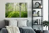 OneMillionCanvasses® - Plátno - Bříza - Les - Jaro, Náhled obrázku produktu 6