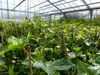 10 Stück Efeu Hedera helix 100 - 120 cm Heckenpflanze Produktbild-Vorschau 5