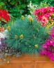 Pinus strobus 'Macopin', Weymouthskiefer, kompakt, 25–30 cm Produktbild-Vorschau 2