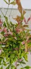 Lot de 2 bambous célestes – Nandina domestica « Twilight » Voir les images du produit 2