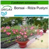 SAFLAX - Bonsai - Róża Pustyni - 8 Nasiona - Z podłożem Podgląd zdjęcia produktu 5