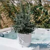 A potted plant sits on the edge of a hot tub. Produktbild-Vorschau