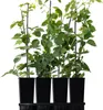 Four black pots containing young raspberry plants with green leaves and black support stakes, arranged in a tray against a white background. Produktbild-Vorschau