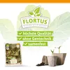 Artikelbild 3 von 'BIO Winterkopfsalat Baquieu' aus der Kategorie Kopfsalatsamen Produktbild-Vorschau
