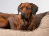 TrendPet VitaBed Style orthopädisches Hundebett braun Produktbild-Vorschau 3