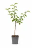 Pommier 'Jonagold' : 100-120 cm – *Malus domestica*, pomme Voir les images du produit 4