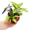Mini rastlina Asplenium antiquum (papraď hniezdová) Ideálna Náhľad obrázku produktu 2