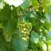 Vinná réva Supaga 2L Náhled obrázku produktu 5