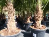 3 Stück XXL Palme winterhart 190 - 220 cm Trachycarpus Produktbild-Vorschau 2