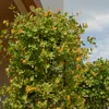 Bloomique - 2er-Set - Lonicera Tellmanniana - Produktbild-Vorschau 6
