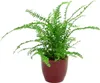 Gardners Nephrolepis, průměr 6 cm Náhled obrázku produktu 2