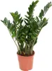 Zamiokulkas - Zamioculcas Emerald - Wysokość 70-80cm - Podgląd zdjęcia produktu 1