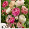 A close-up view of multiple ranunculus flowers in various shades of pink, white, and cream, with some buds visible. A small graphic in the bottom left corner indicates '40x' and shows a cluster of bulbs. Podgląd zdjęcia produktu