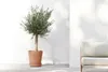 Ecopots Untersetzer mit Rädern 50 für Blumentöpfe - L 41,6 Produktbild-Vorschau 5