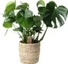Monstera Deliciosa w koszu Palmleaf - roslina doniczkowa Podgląd zdjęcia produktu 1