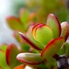Jadepflanze - Crassula ovata 'Sunset' - Höhe 55-60cm - Produktbild-Vorschau 4