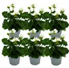 Geranio verticale - Pelargonium zonale - vaso da 12 cm - Anteprima dell’immagine prodotto 1