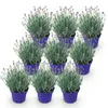 GreenboutiQ - Gartenpflanze - Lavandula angustifolia Produktbild-Vorschau 1