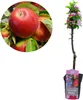 A collage showing a close-up of red apples on a branch and a potted columnar apple tree with pink and white blossoms. Náhľad obrázku produktu