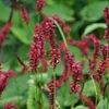 6 x renouée  - Persicaria amplexicaulis « Red Baron »  | Voir les images du produit 2