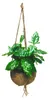 Kokodama Coffea arabica (M) Náhľad obrázku produktu 1