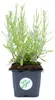6 Pflanzen Blauer Lavendel 'Hidcote', Lavandula Produktbild-Vorschau 3