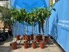 Several potted fig trees are displayed outdoors in front of a blue banner. Produktbild-Vorschau
