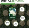 Blumenkohl Erfurt Samen - Brassica oleracea - Produktbild-Vorschau 3