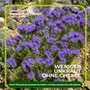 Phacelia Gründünger 2 kg Produktbild-Vorschau 4