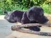 A black plush dog toy lies on a wooden surface with a stick across its body, with greenery in the background. Podgląd zdjęcia produktu