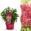 Green boutiQ - Gartenpflanze - Hydrangea panniculata Produktbild-Vorschau 1