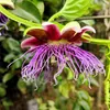 Semená Passiflora Quadrangularis - balenie 5 ks - Exotické Náhľad obrázku produktu 7