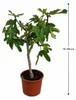 Ficus carica Ronde de Bordeaux 70–100 cm figovník Náhľad obrázku produktu 5