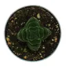 Sukulent - Crassula Buddha's Temple - Mini hrubý list - 6cm Náhľad obrázku produktu 4