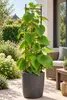 Mannelijke Kiwi 'Atlas', 50–70 cm – Actinidia chinensis. Productafbeelding-voorbeeld 1