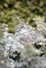Hydrangea paniculata 'Pinky Winky', Rispenhortensie, Produktbild-Vorschau 7