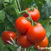Phytophthora-Konzentrat - 1000 ml für 1000 m2- Organifer Produktbild-Vorschau 5
