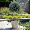 Green boutiQ - Arbre sur tige - Ceanothus impressus Voir les images du produit 5