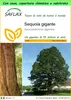 SAFLAX Garden to go - Sequoia gigante - 50 semi - Anteprima dell’immagine prodotto 1