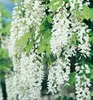 Blauregen ´ALBA´ 60-70 cm, Cont. 1,6 l, Pflanze mit Produktbild-Vorschau 2