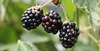 Food-United BROMBEEREN FRUCHT-PÜREE Ponthier 1KG für Produktbild-Vorschau 5