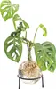 Flora Hydro Vase avec support métallique Voir les images du produit 4