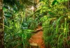 Komar Fototapete "Jungle Trail", grün/weiß, 368 x 254 cm Produktbild-Vorschau 2