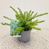 Lonicera nitida 'Maigrün' – zimolez | 20–30 cm v črepníku Náhľad obrázku produktu 1