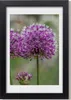 Bild 20x30 MDF-Rahmen, Wandkunst Knoblauch Blumen Produktbild-Vorschau 1